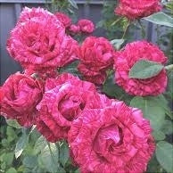 Trandafir Butas Teahibrid "Red Intuition", 1 Bucata