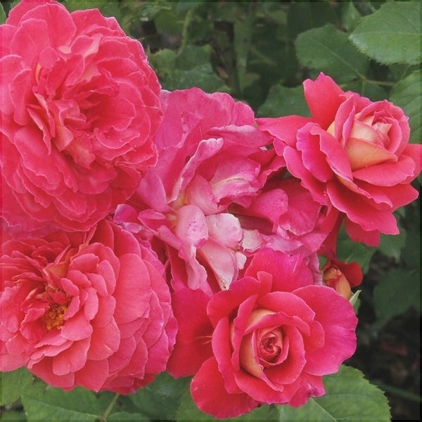 Trandafir Butas Teahibrid "Reine Sammut", 1 Bucata