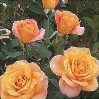 Trandafir Butas Teahibrid "Remy Martin", 1 Bucata