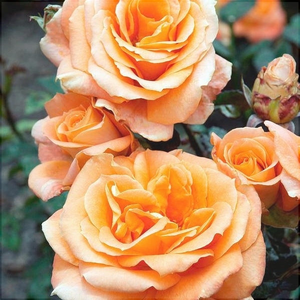 Trandafir Butas Teahibrid "Remy Martin", 1 Bucata