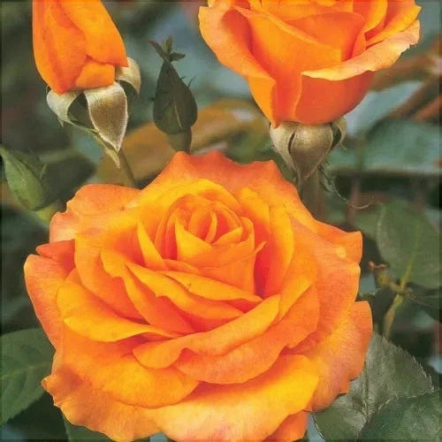 Trandafir Butas Teahibrid "Remy Martin", 1 Bucata