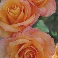 Trandafir Butas Teahibrid "Remy Martin", 1 Bucata