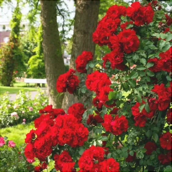 Trandafir Butas Teahibrid "Roter Korsar", 1 Bucata