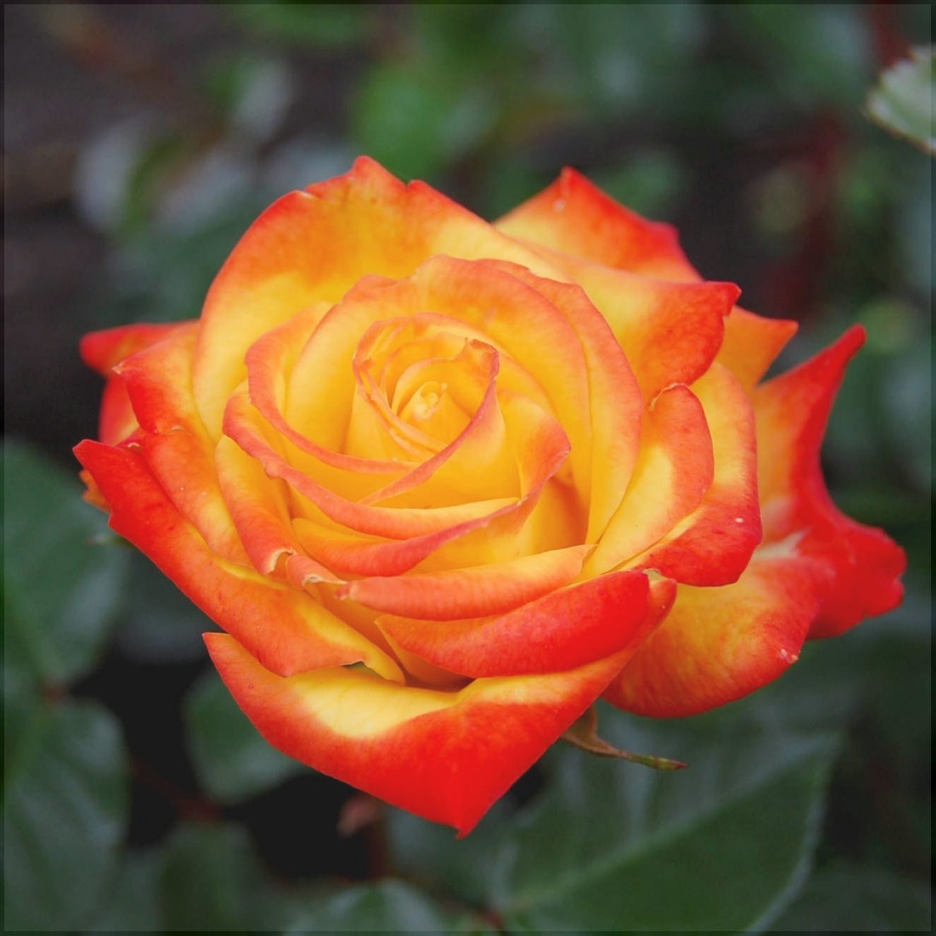 Trandafir Butas Teahibrid "Rumba", 1 Bucata