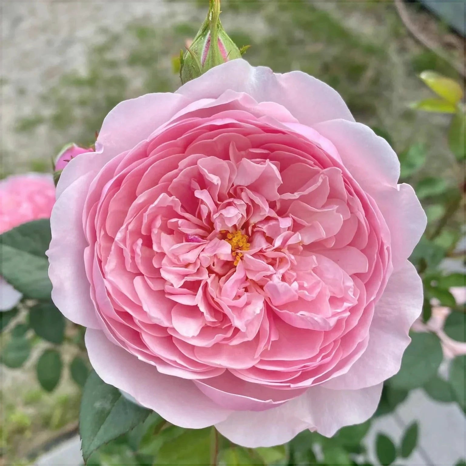 Trandafir Butas Teahibrid "The Alnwick", 1 Bucata