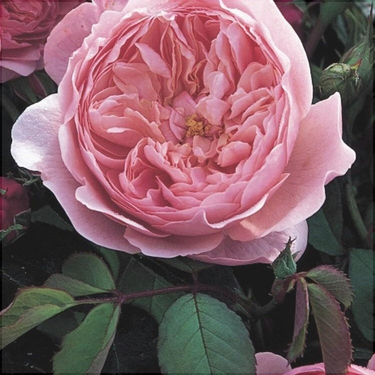 Trandafir Butas Teahibrid "The Alnwick", 1 Bucata