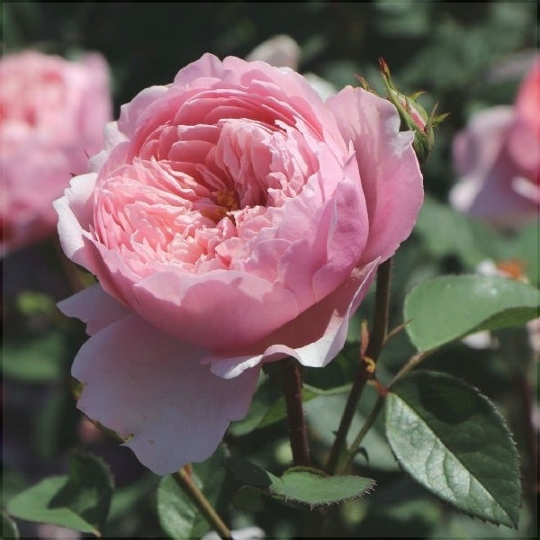 Trandafir Butas Teahibrid "The Alnwick", 1 Bucata