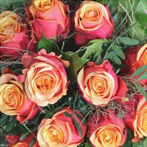 Trandafir "Cherry Brandy", la Ghiveci 3L, Anul 2, 1 Bucată