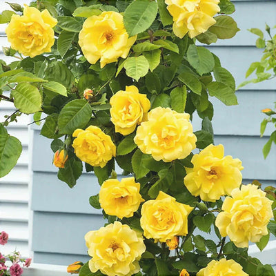 Trandafir Urcator „Climbing Rosa” Ghiveci – trandafir | Regatul Plantelor