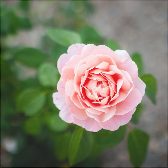 Trandafir Copac "Augusta Luise-EdelRose", la Ghiveci 12L, Anul 4, 1 Bucata