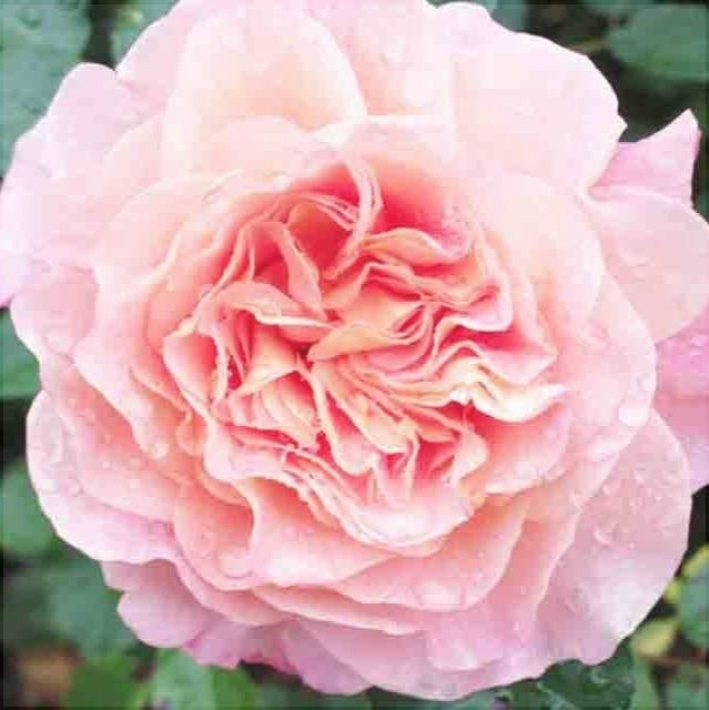 Trandafir Copac "Augusta Luise-EdelRose", la Ghiveci 12L, Anul 4, 1 Bucata