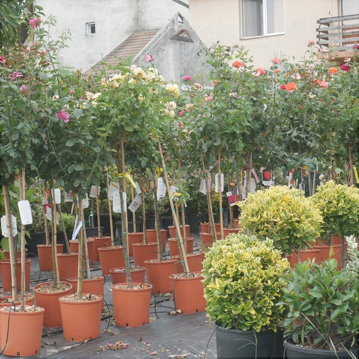 Trandafir Copac "Augusta Luise-EdelRose", la Ghiveci 12L, Anul 4, 1 Bucata