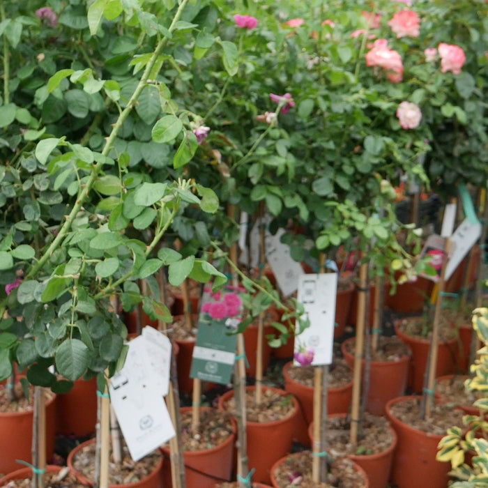 Trandafir Copac "Best Impression" Nostalgie Rosen, la Ghiveci 12L, Anul 6, 1 Bucata