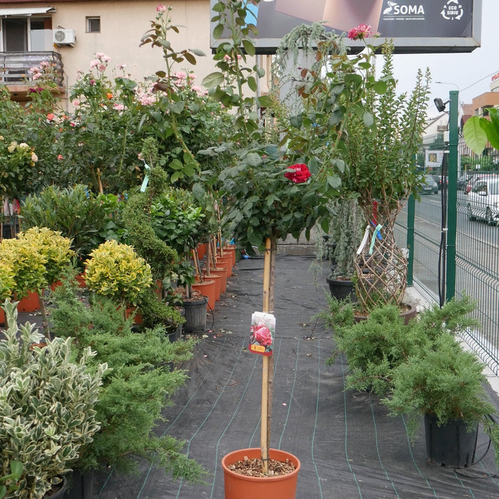 Trandafir Copac "Best Impression" Nostalgie Rosen, la Ghiveci 12L, Anul 6, 1 Bucata