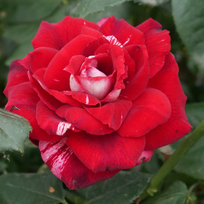 Trandafir Copac "Best Impression" Nostalgie Rosen, la Ghiveci 12L, Anul 6, 1 Bucata