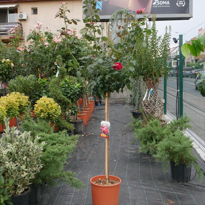 Trandafir Copac "Best Impression" Nostalgie Rosen, la Ghiveci 12L, Anul 6, 1 Bucata