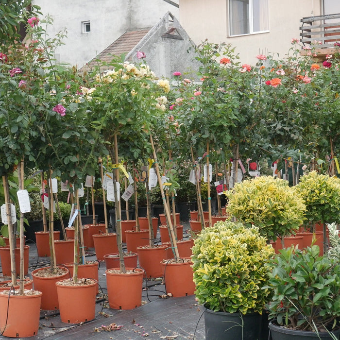 Trandafir Copac "Best Impression" Nostalgie Rosen, la Ghiveci 12L, Anul 6, 1 Bucata