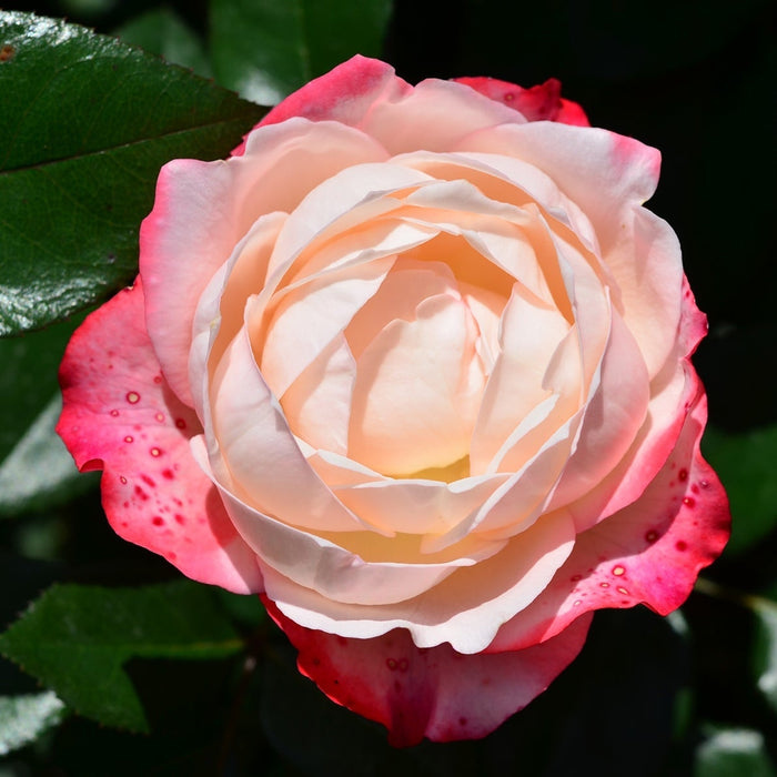 Trandafir Copac "Best Impression" Nostalgie Rosen, la Ghiveci 12L, Anul 6, 1 Bucata