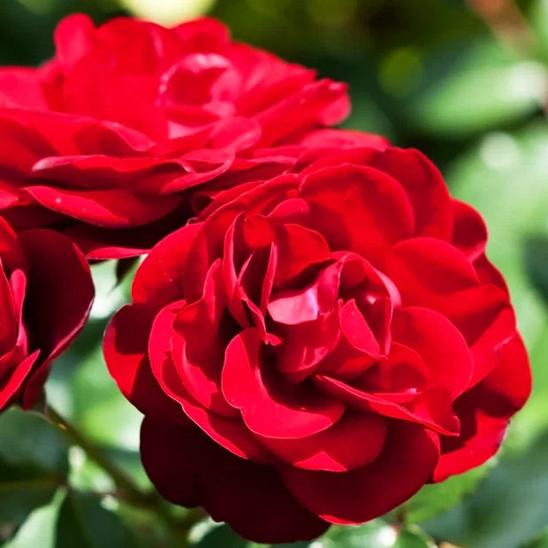 Trandafir Copac "Rosso Scuro-Rosaio", la Ghiveci 12L, Anul 4, 1 Bucata