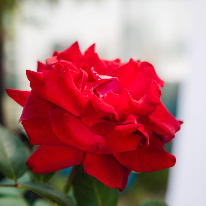 Trandafir Copac "Rosso Scuro-Rosaio", la Ghiveci 12L, Anul 4, 1 Bucata