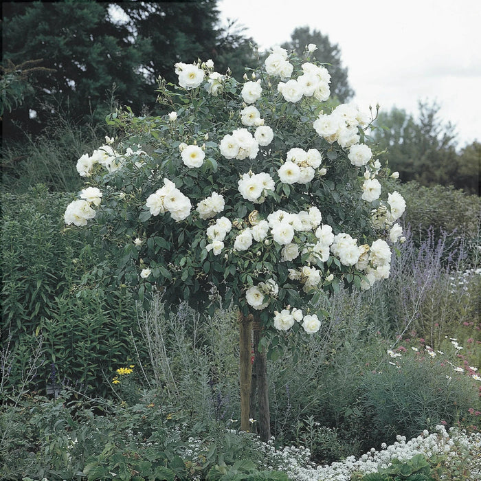 Trandafir Copac "Tranquillity Ausnoble" David Austin, la Ghiveci 12L, Anul 6, 1 Bucata