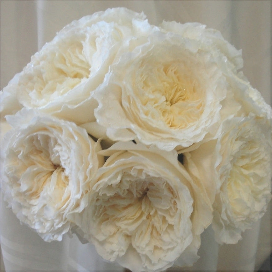 Trandafir "David Austin", la Ghiveci 3L, Anul 2, 1 Bucata