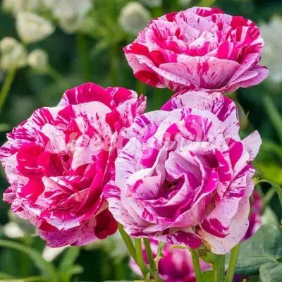 Trandafir "Ferdinand Picard", la Ghiveci 2L, Anul 2, 1 Bucată