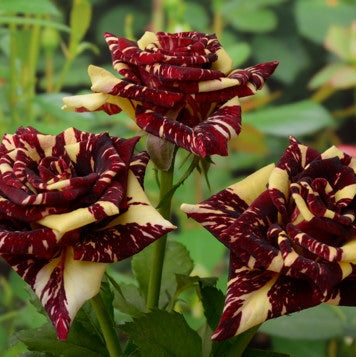 Trandafir "Hocus Pocus", la Ghiveci 3L, Anul 2, 1 Bucata