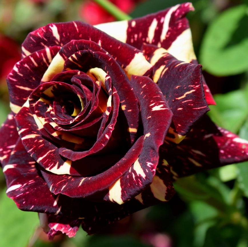 Trandafir "Hocus Pocus", la Ghiveci 3L, Anul 2, 1 Bucata