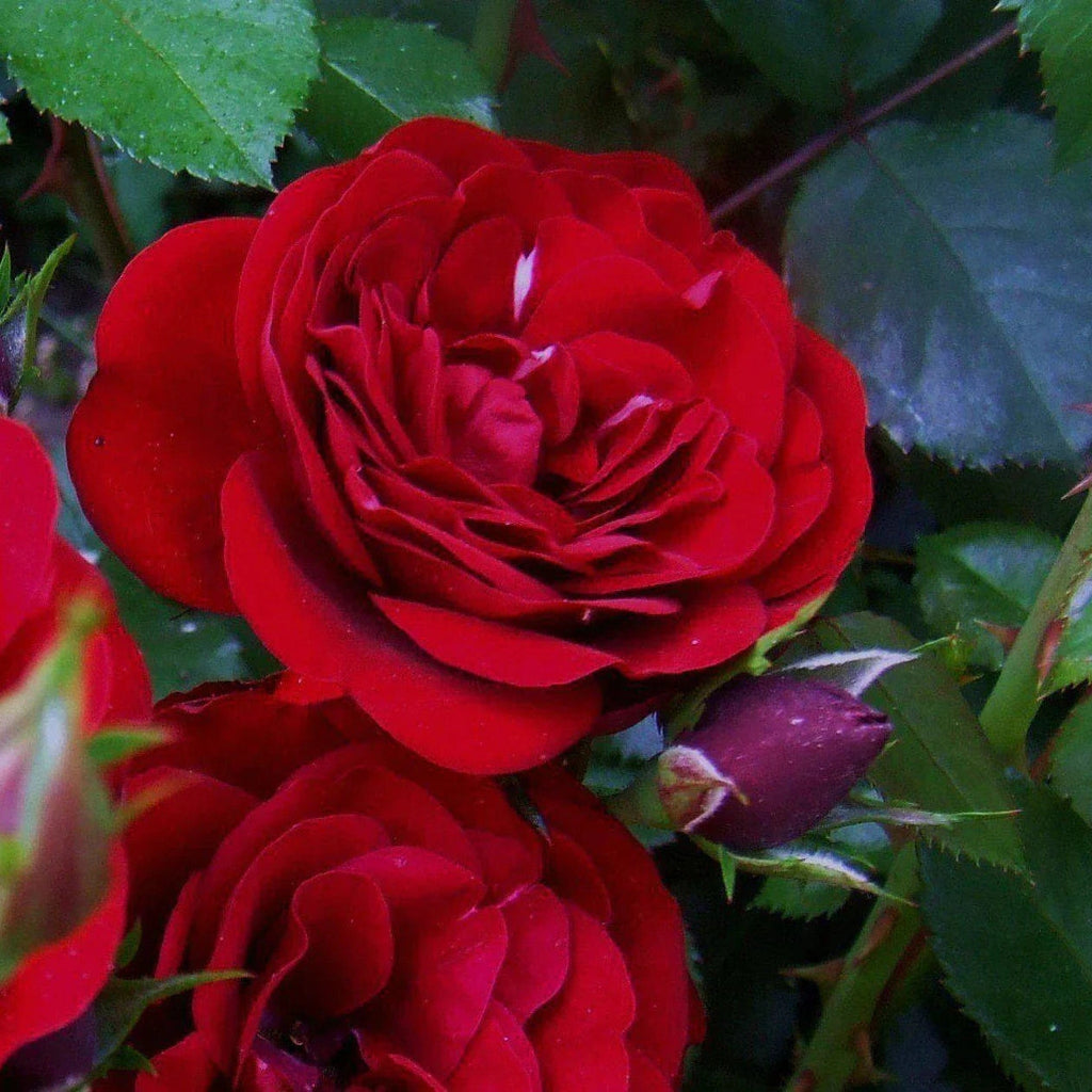 Trandafir "Lavaglut Garden", la Ghiveci 3L, Anul 2, 1 Bucata