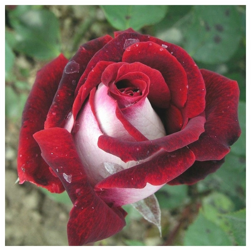 Trandafir "Osiria", la Ghiveci 3L, Anul 2, 1 Bucata