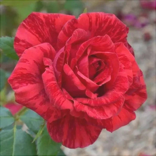 Trandafir "Red Intuition", la Ghiveci 3L, Anul 2, 1 Bucata