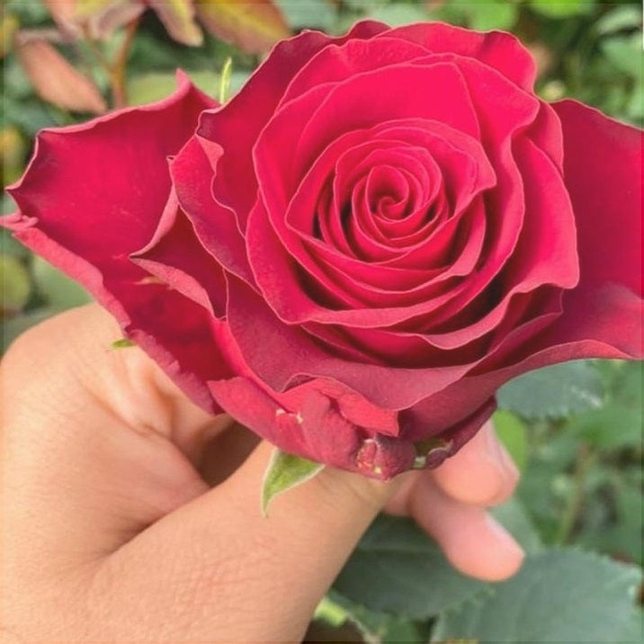 Trandafir "Rhodos", la Ghiveci 3L, Anul 2, 1 Bucata