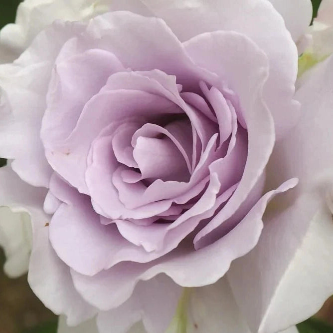 Trandafir "Rodhath Lilla", la Ghiveci 3L, Anul 2, 1 Bucata