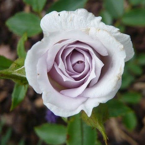 Trandafir "Rodhath Lilla", la Ghiveci 3L, Anul 2, 1 Bucata