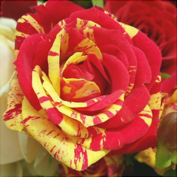 Trandafir, Rosu cu Galben, la Ghiveci 3L, Anul 2, 1 Bucata