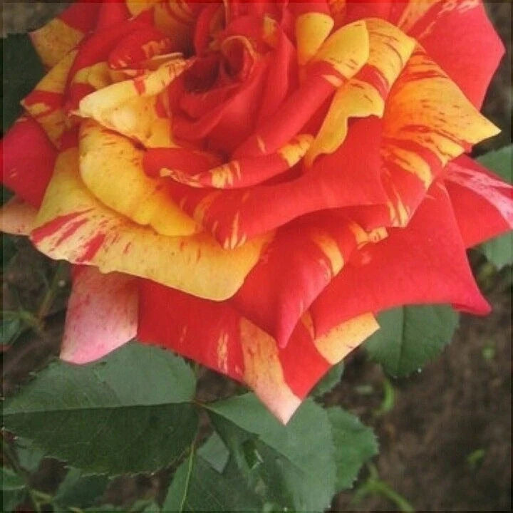 Trandafir Roșu cu Galben, la Ghiveci 3L, Anul 2, 1 Bucată