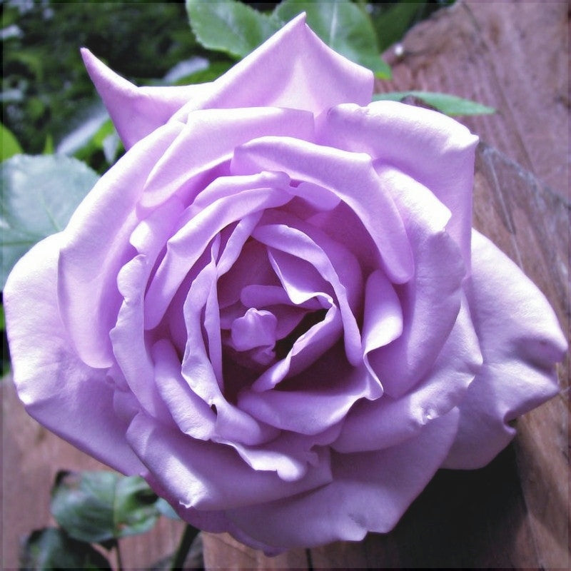 Trandafir "Sissi", Mov, la Ghiveci 3L, Anul 2, 1 Bucata