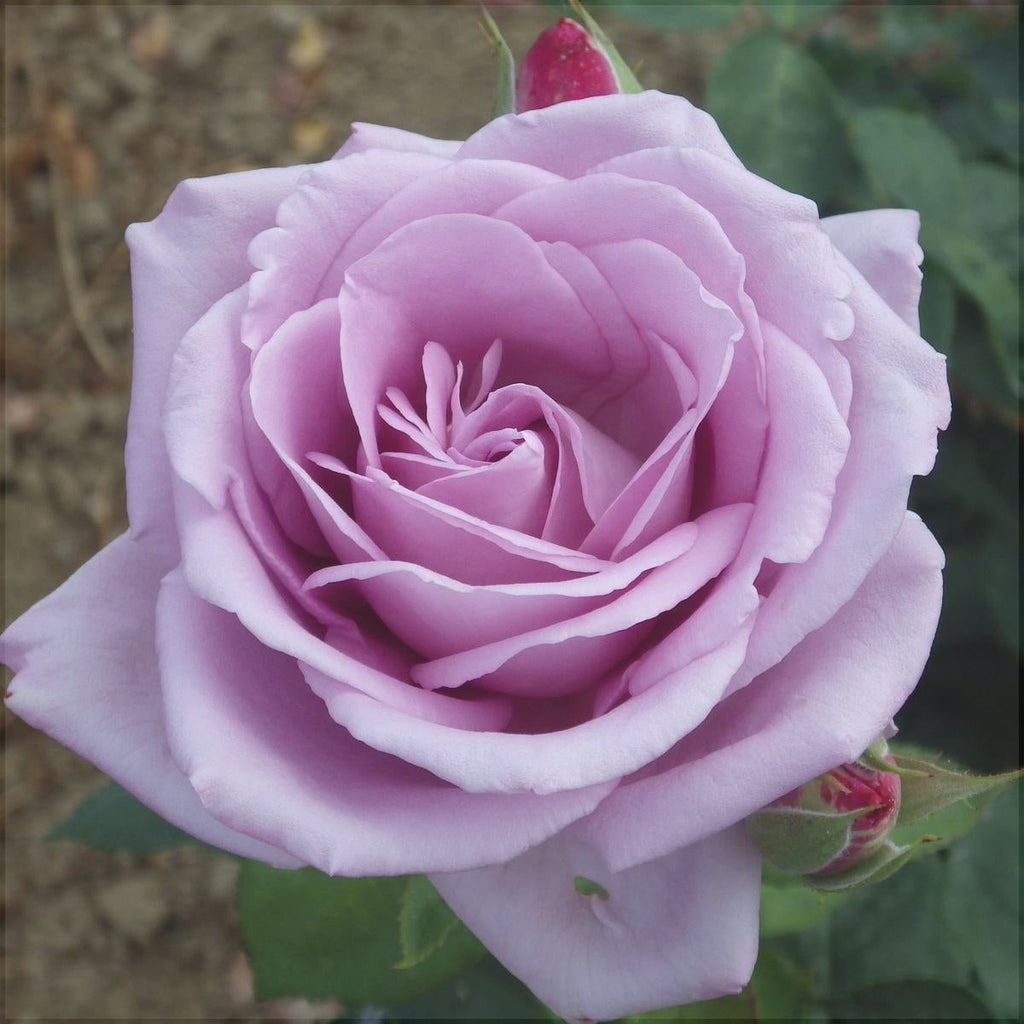 Trandafir "Sissi", Mov, la Ghiveci 3L, Anul 2, 1 Bucata