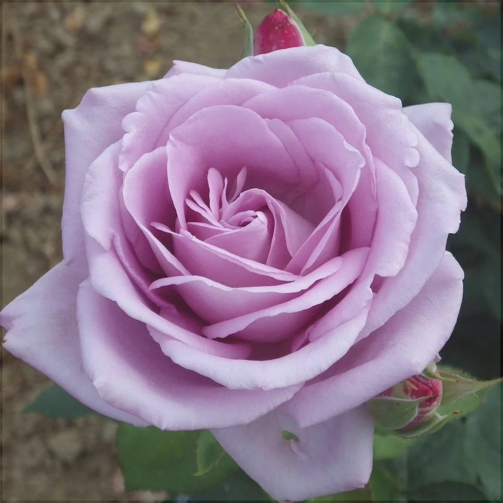 Trandafir "Sissi", Mov, la Ghiveci 3L, Anul 2, 1 Bucată