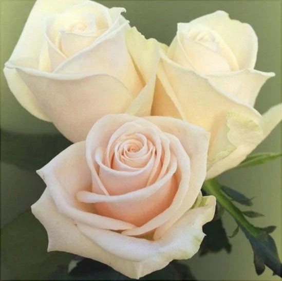 Trandafir "Talea", la Ghiveci 3L, Anul 2, 1 Bucată