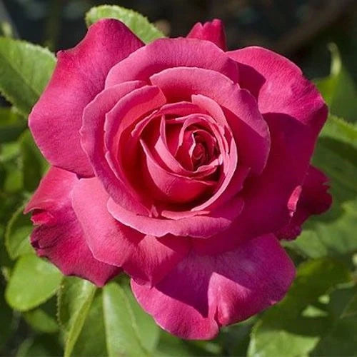 Trandafir Teahibrid "Caprice de Mailland", la Ghiveci 3L, Anul 2, 1 Bucată