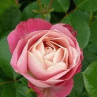 Trandafir Tufă "Acropolis", la Ghiveci 3L, Anul 2, 1 Bucată