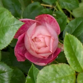 Trandafir Tufa "Acropolis", la Ghiveci 3L, Anul 2, 1 Bucata