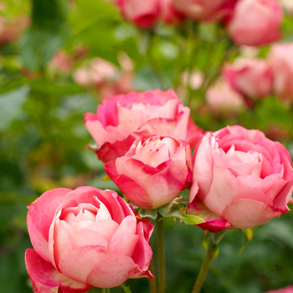 Trandafir Tufa "Acropolis", la Ghiveci 3L, Anul 2, 1 Bucata