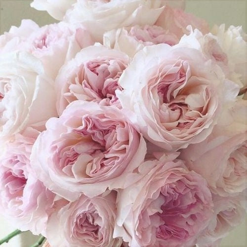 Trandafir Tufa "Avalanche", la Ghiveci 3L, Anul 2, 1 Bucata