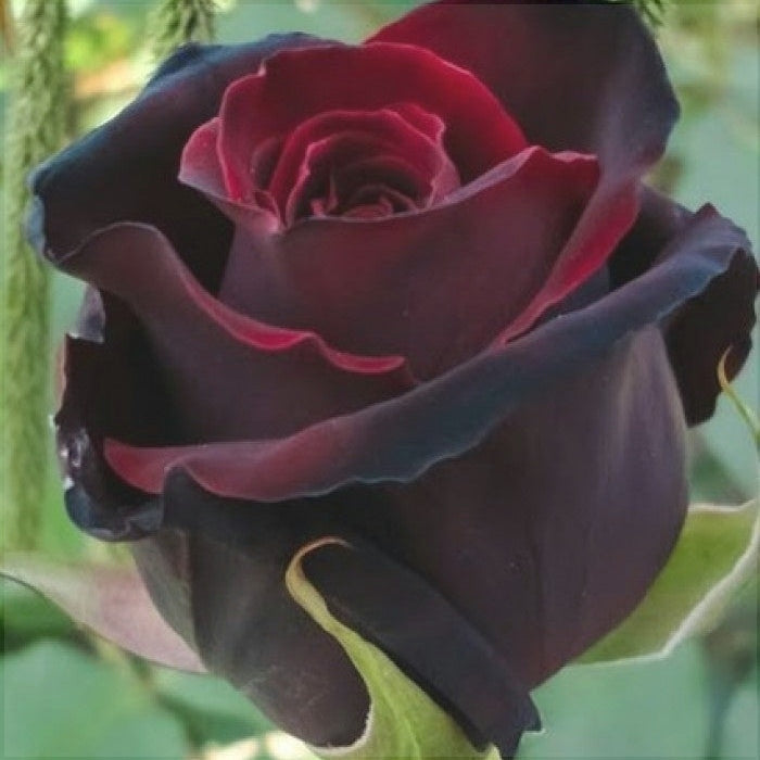 Trandafir Tufa "Black Magic", la Ghiveci 3L, Anul 2, 1 Bucata