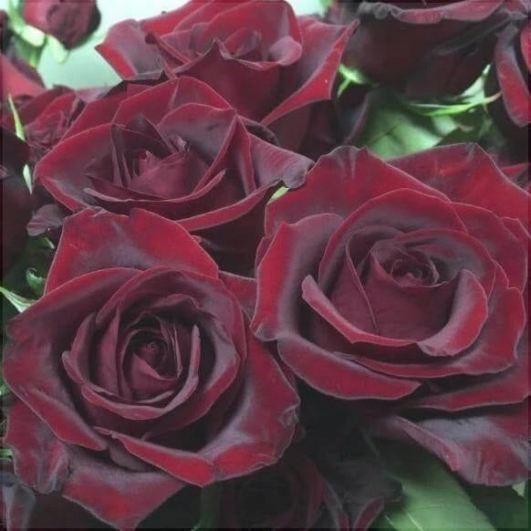 Trandafir Tufa "Black Magic", la Ghiveci 3L, Anul 2, 1 Bucata