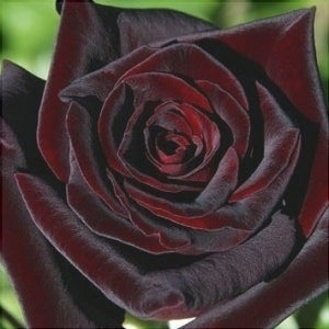 Trandafir Tufa "Black Magic", la Ghiveci 3L, Anul 2, 1 Bucata