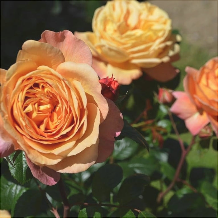 Trandafir Tufa "Capri-Rosen Tantau", la Ghiveci de 6L, Anul 4, 1 Bucata